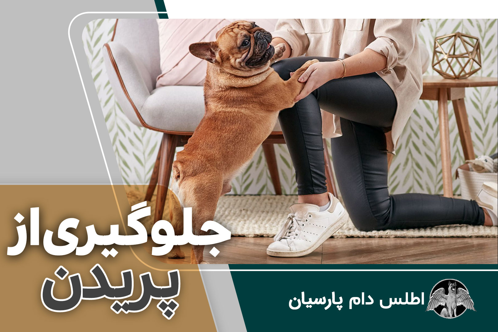 جلوگیری از پریدن سگ ها