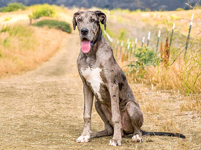 عکس گریت دین