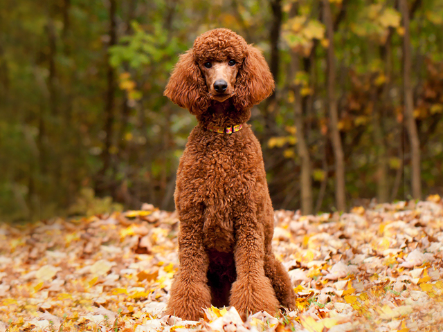 عکس پودل استاندارد