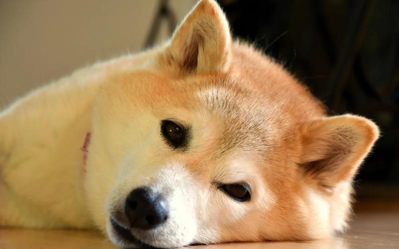 خرید سگ shiba inu