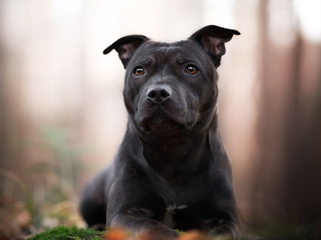 عکس استافوردشایر بول تریر