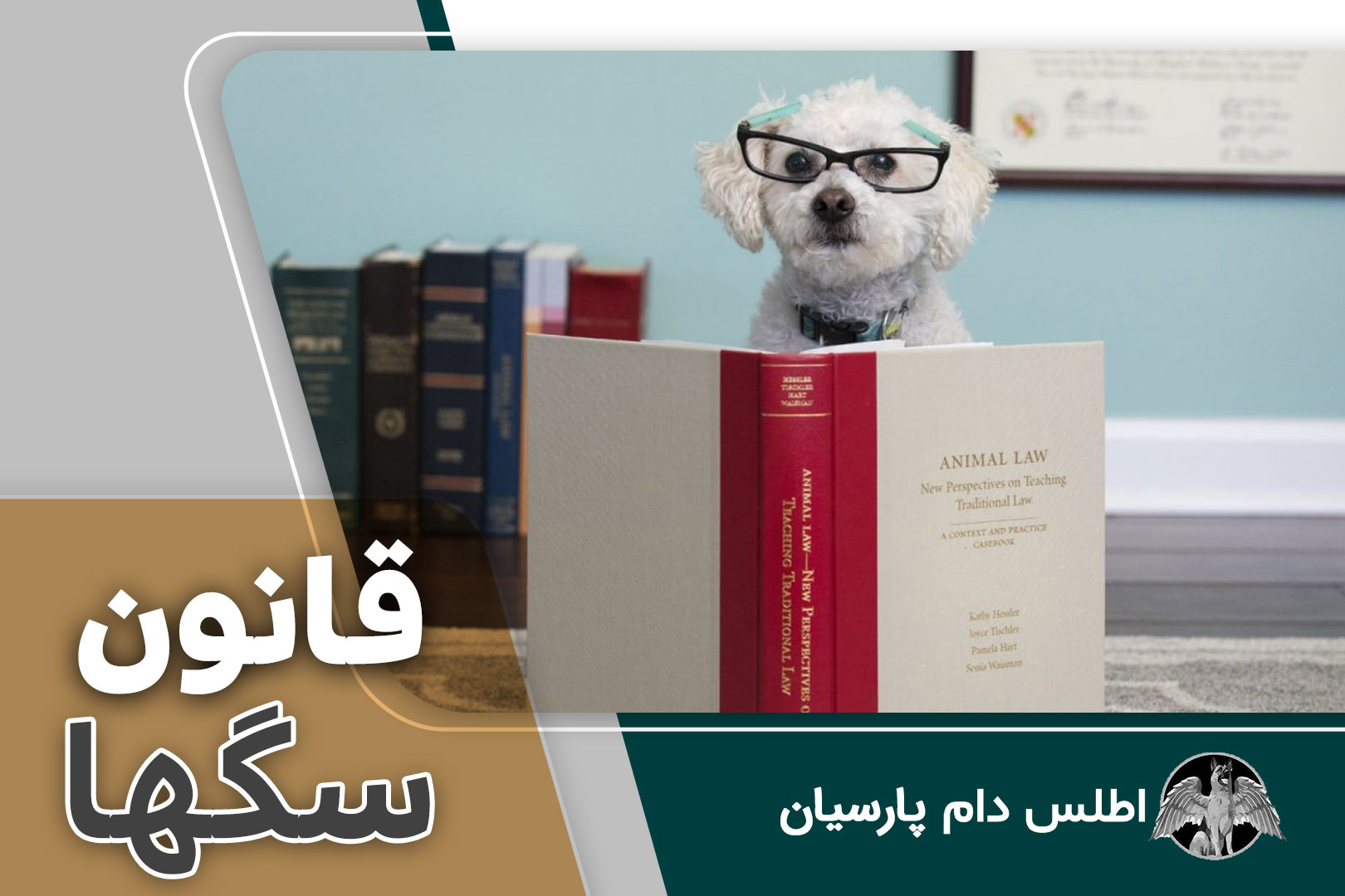 قانون نگهداری سگ ها در خارج کشور