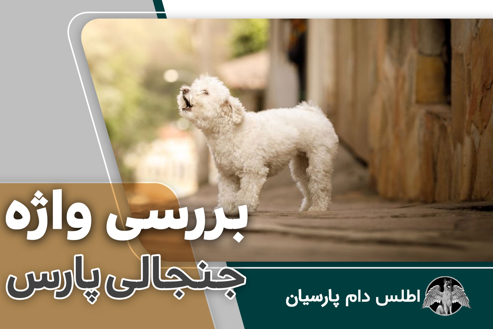 بررسی واژه جنجالی پارس کردن سگ