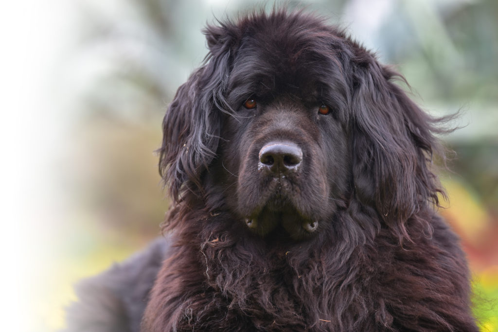 عکس نیوفاندلند