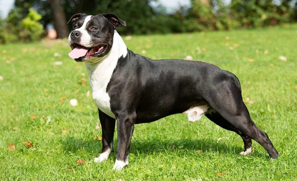 سگ استافوردشایر تریر آمریکایی (American Staffordshire Terrier)