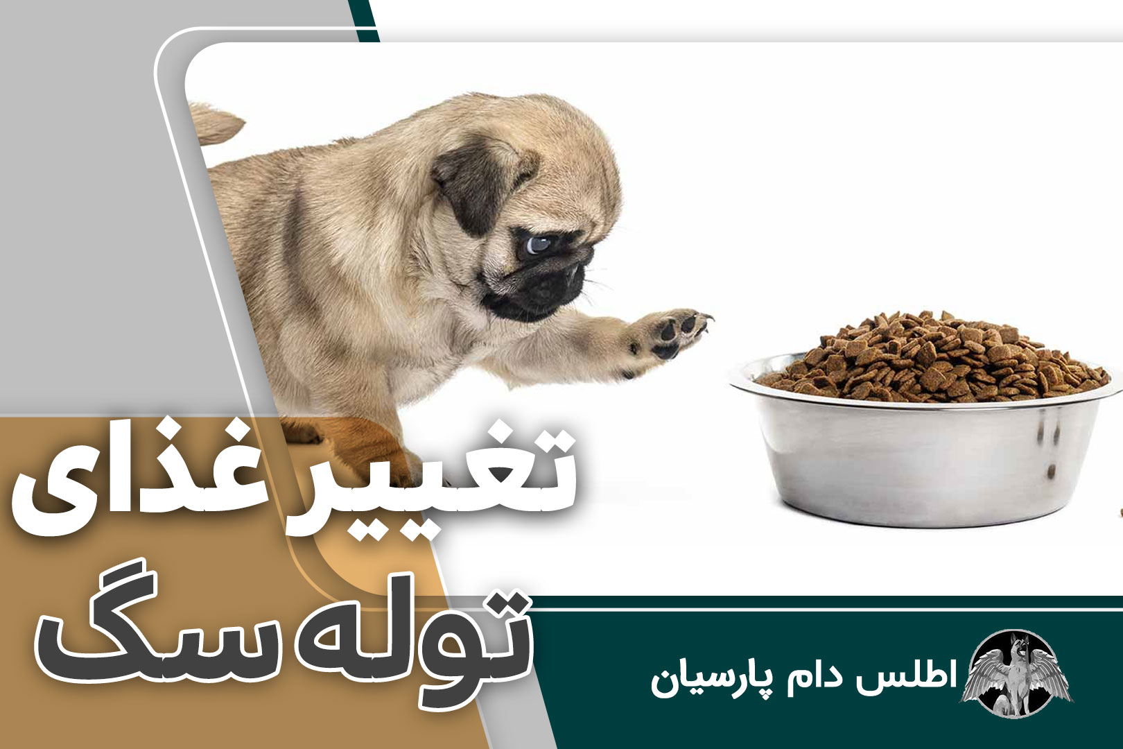 تغییر غذای توله سگ