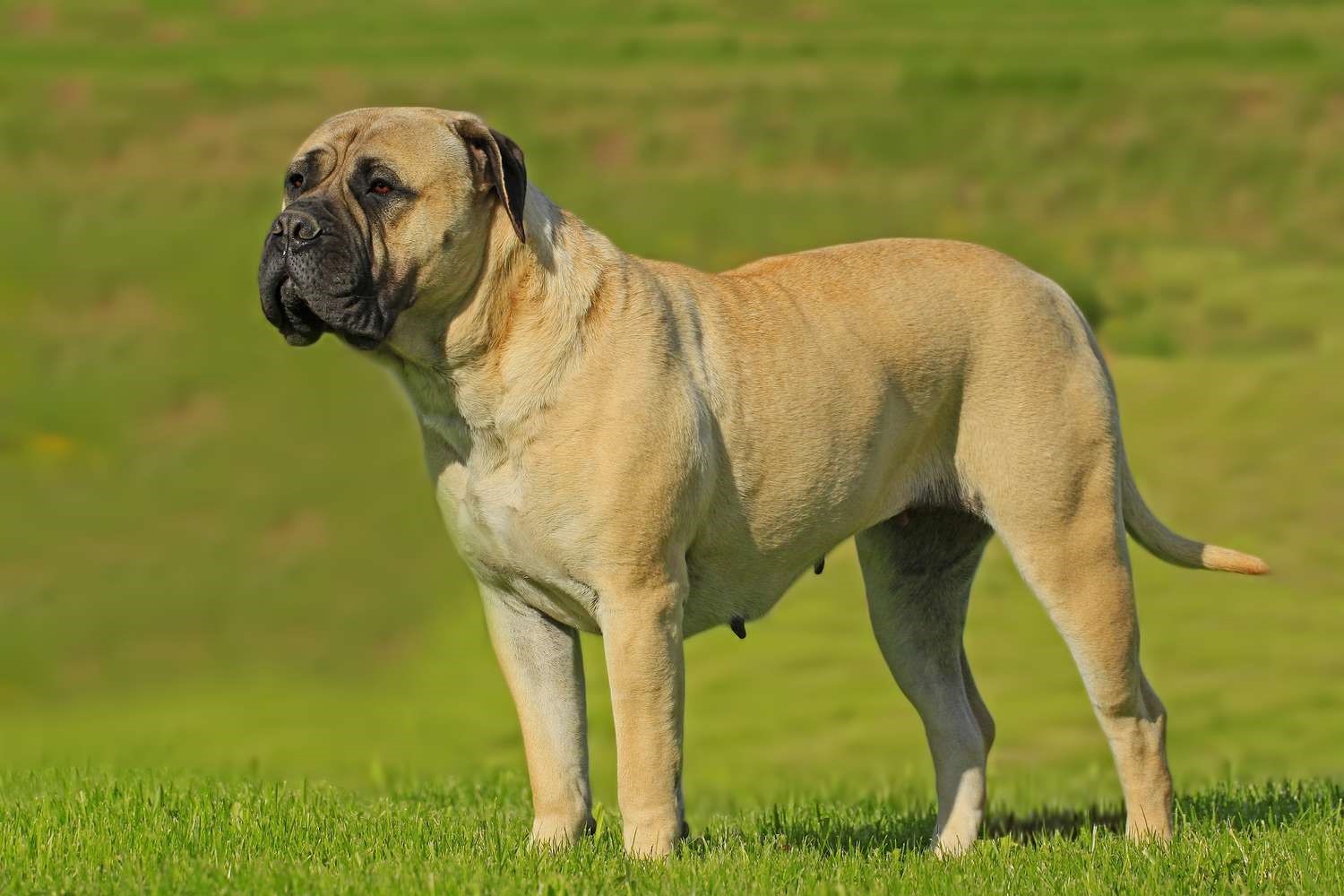 سگ بول ماستیف (Bullmastiff)