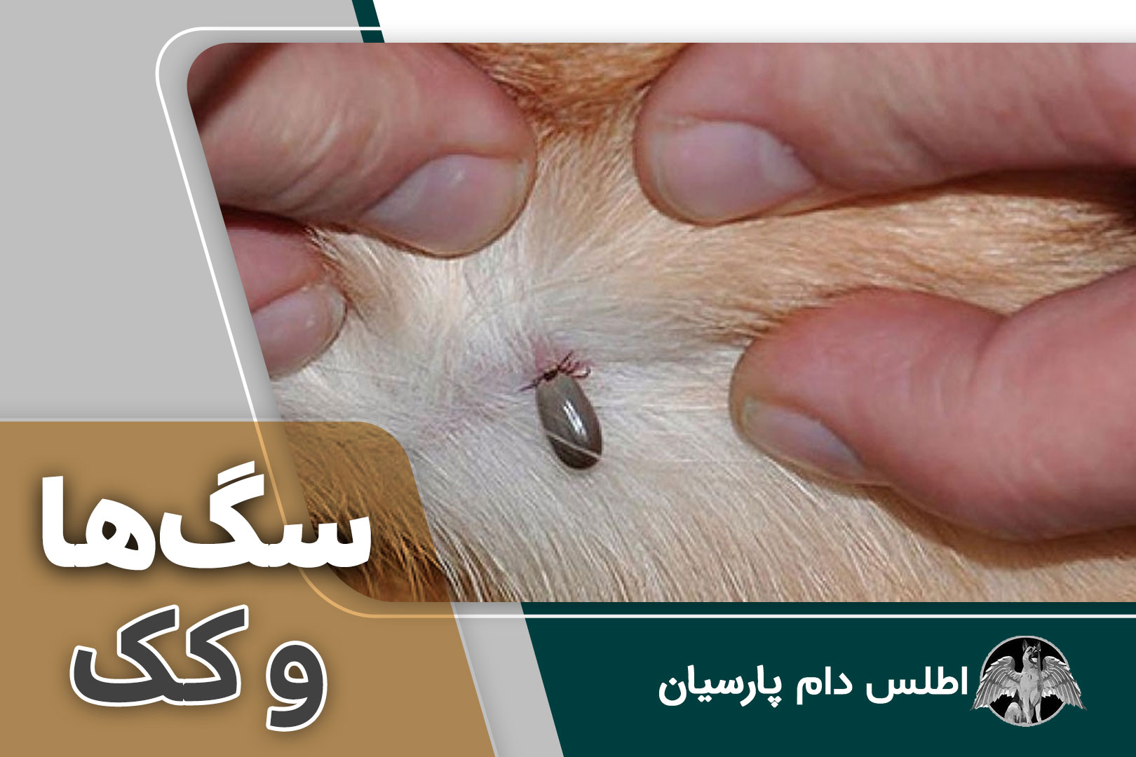 کک ها