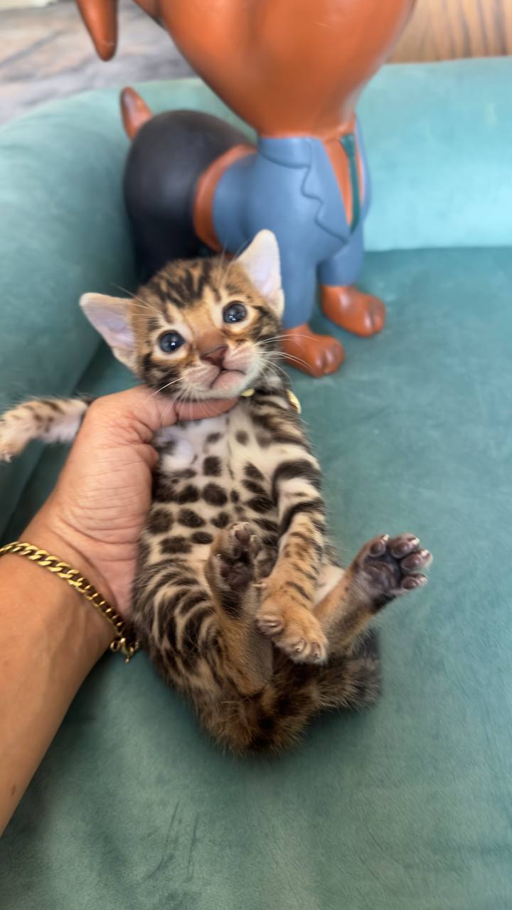 عکس آگهی نژاد بنگال