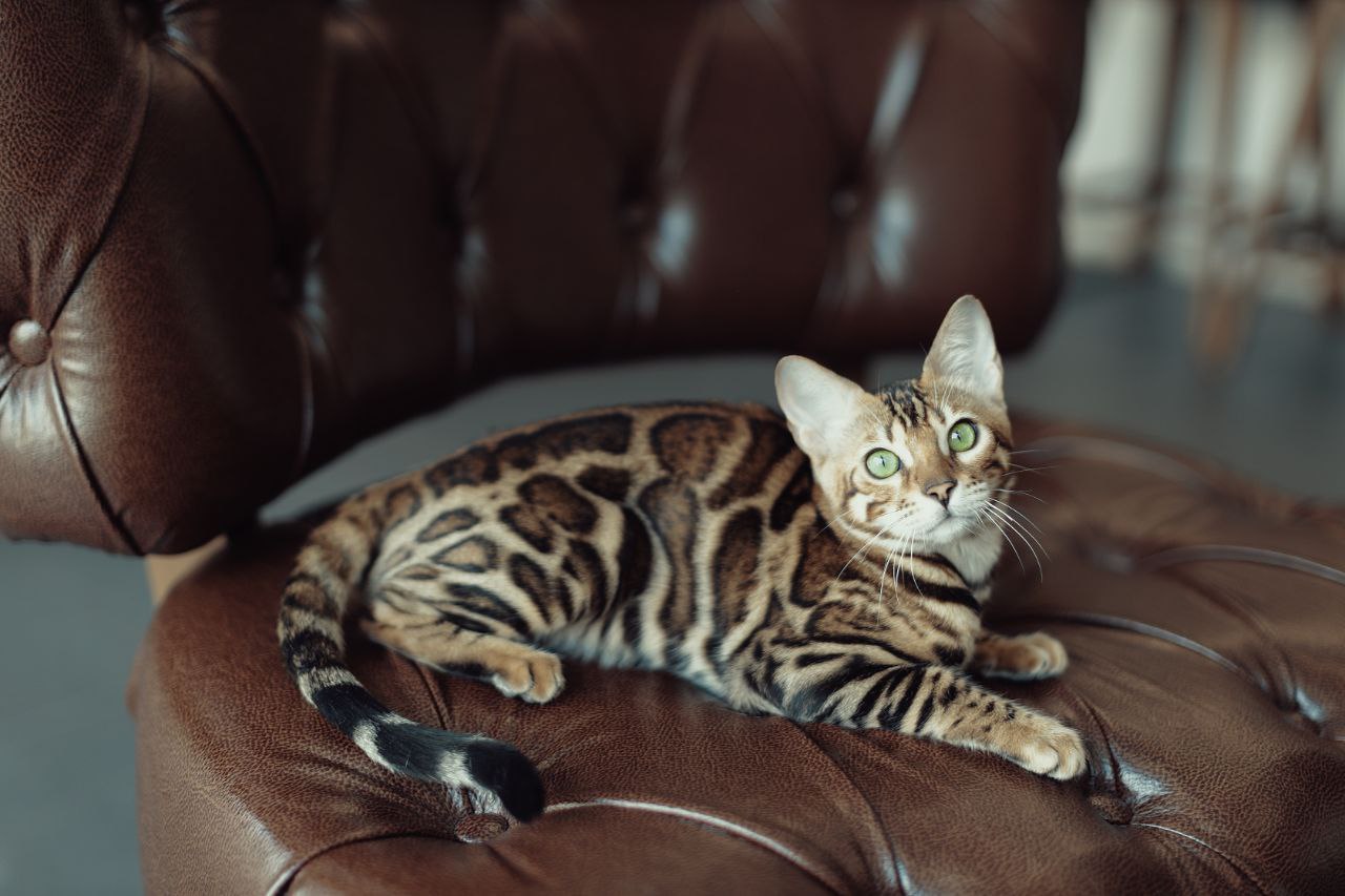 عکس آگهی نژاد بنگال