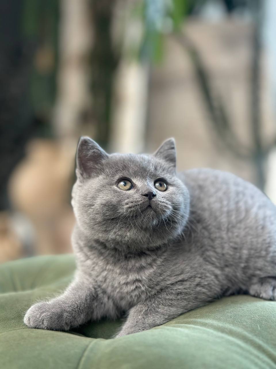 عکس آگهی نژاد بریتیش شورت هیر