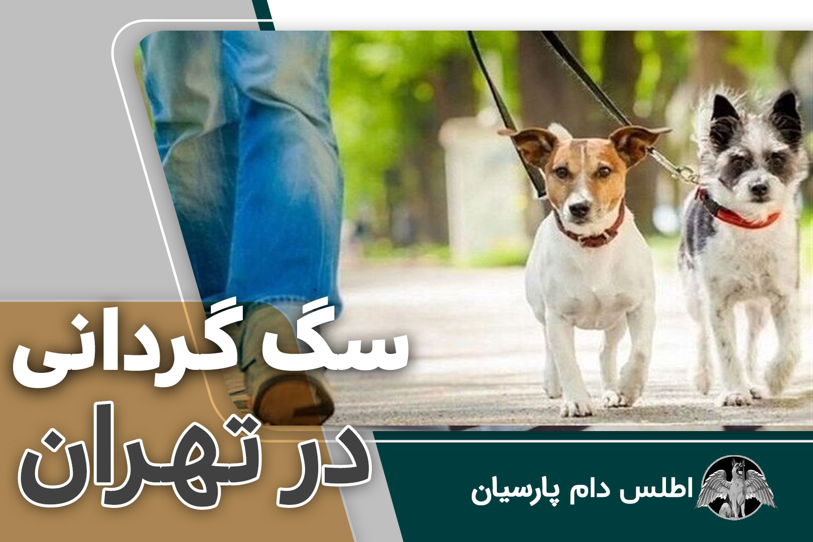 سگ گردانی در تهران