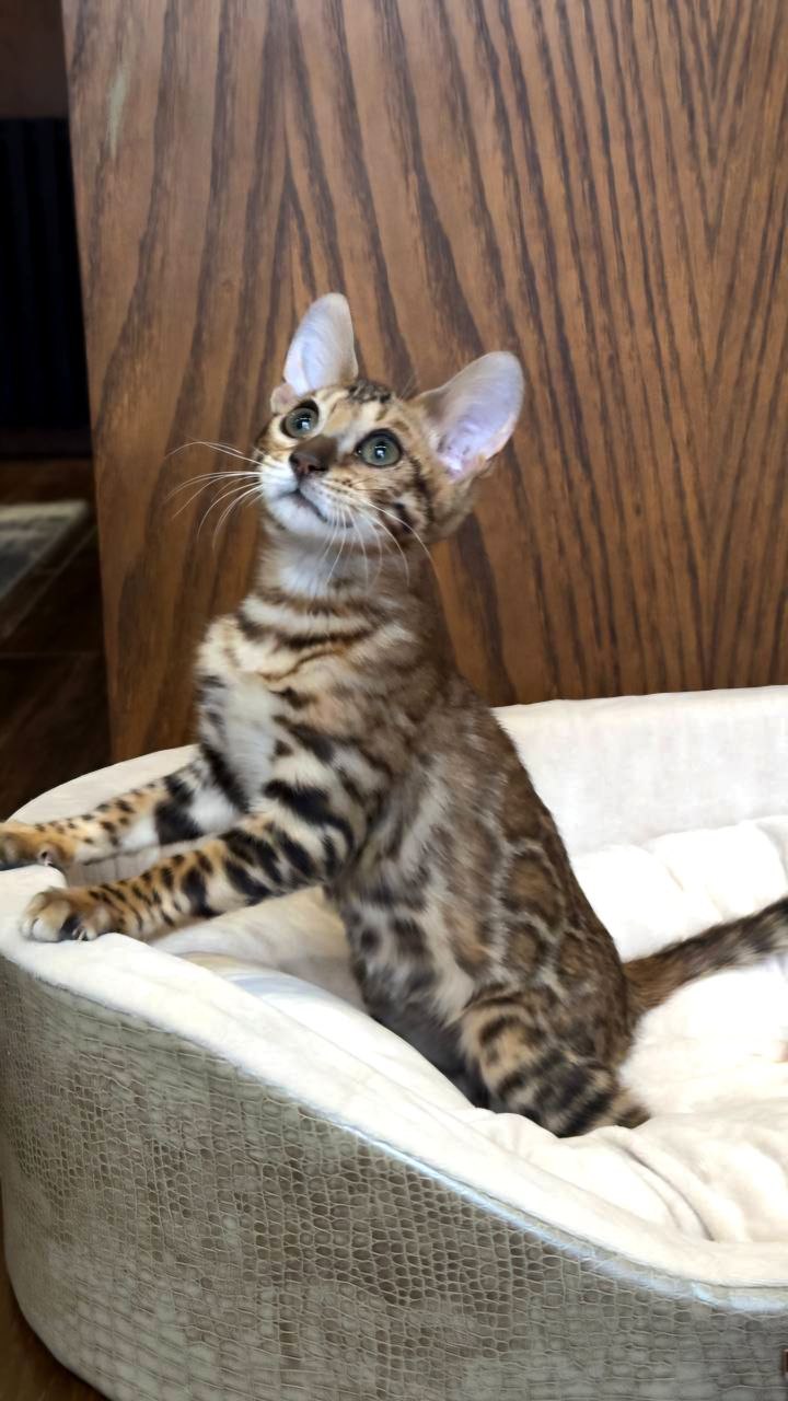 عکس آگهی نژاد بنگال