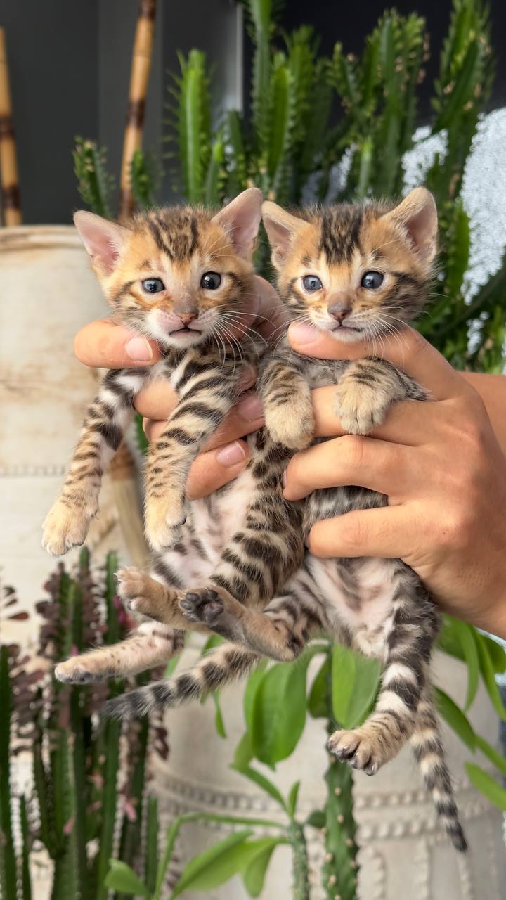 عکس آگهی نژاد بنگال