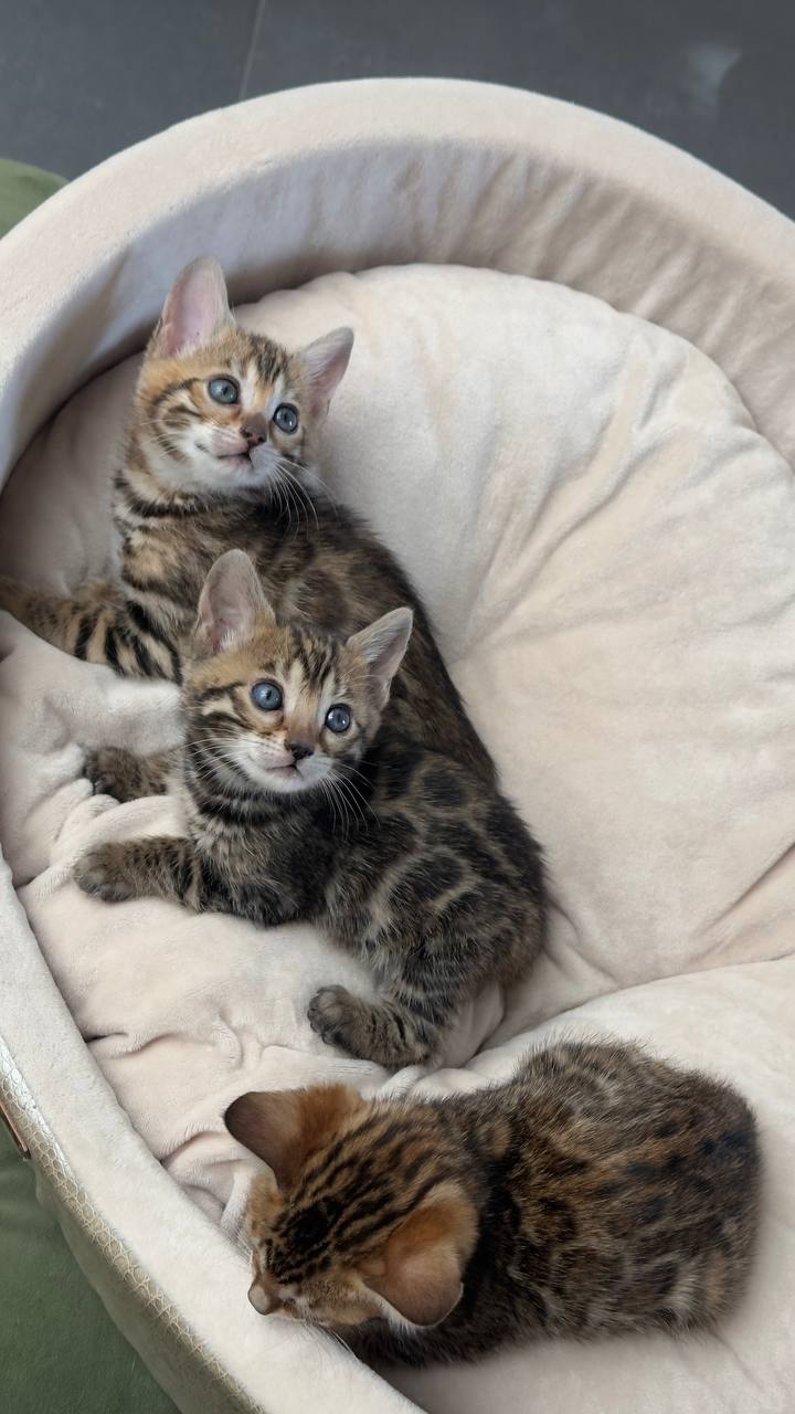 عکس آگهی نژاد بنگال