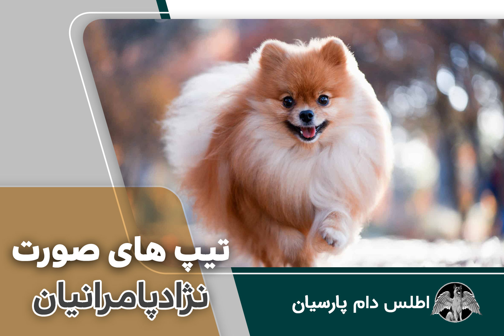 تیپ های صورت نژاد پامرانیان