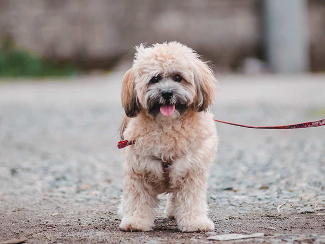 عکس لهاسا آپسو