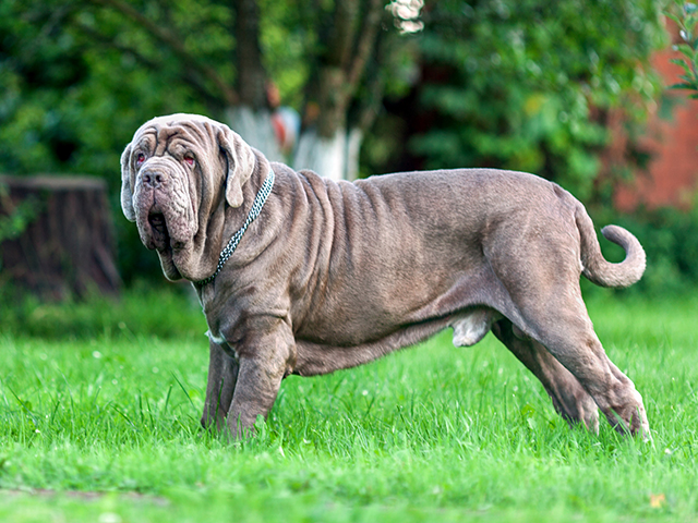 عکس نیپلین ماستیف