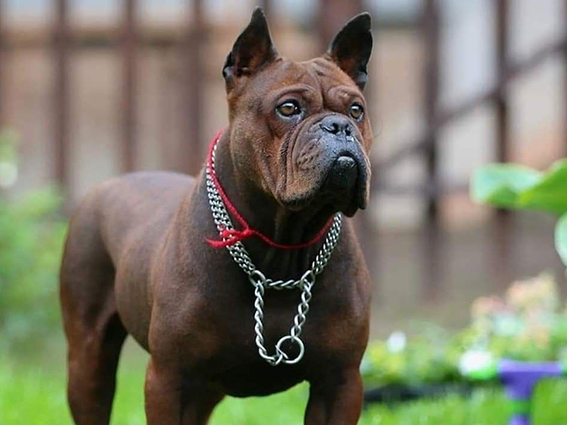 عکس چاینیز چونگ کینگ داگ