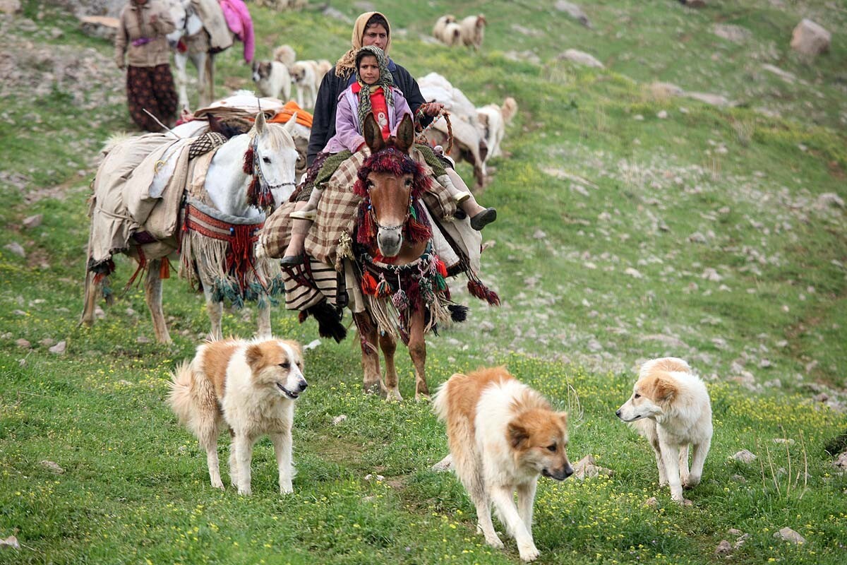 سگ ایرانی