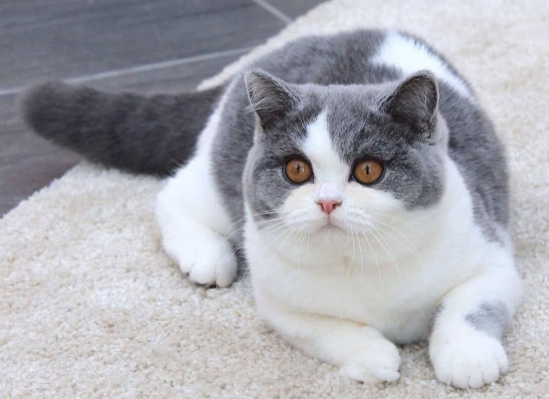 عکس آگهی نژاد بریتیش شورت هیر