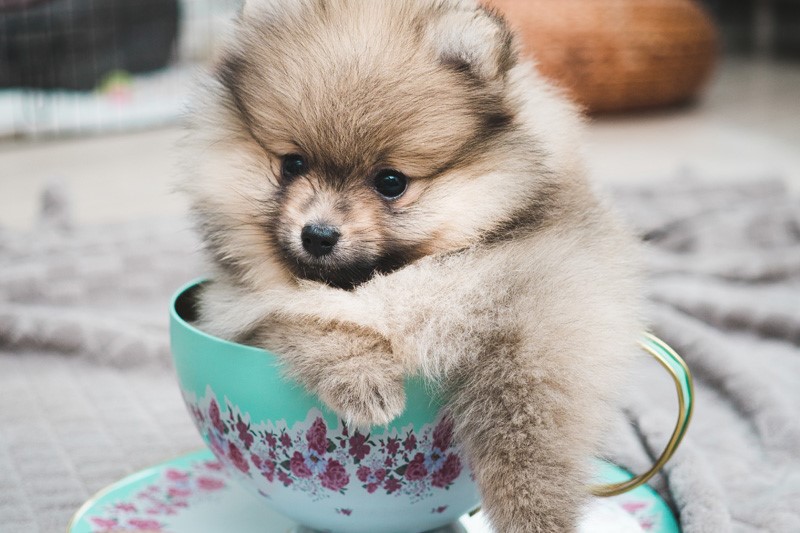 عکس tea cup