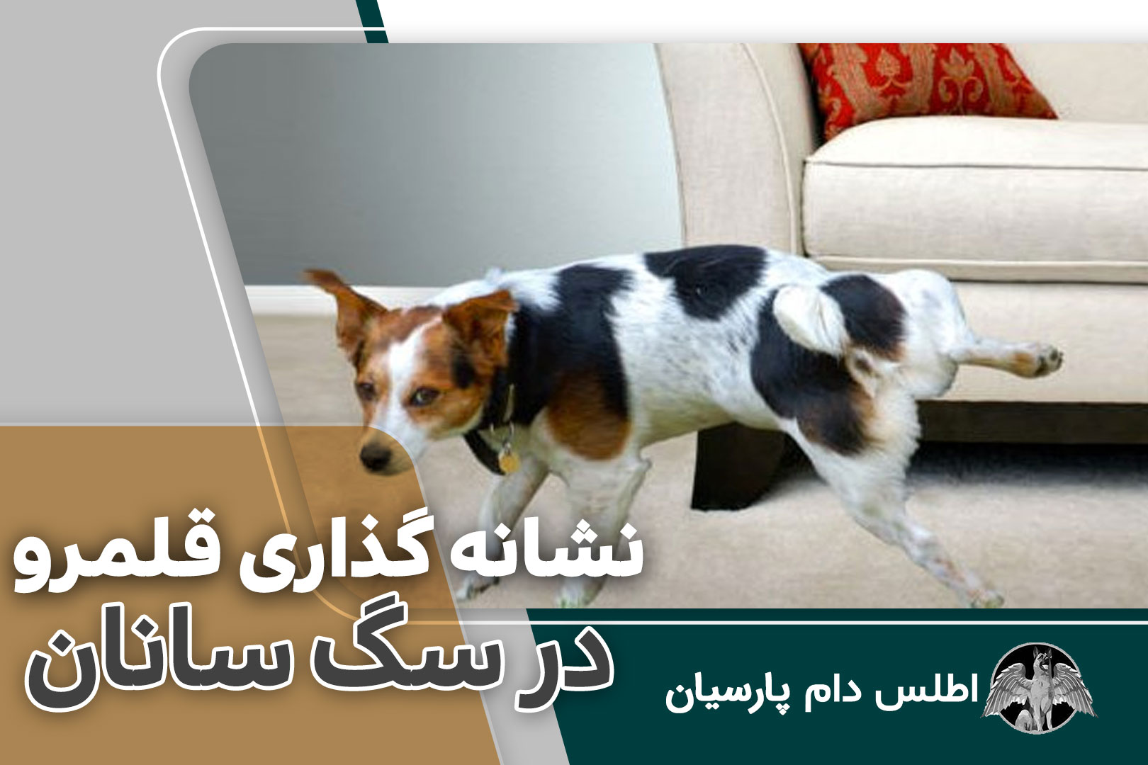 نشانه گذاری قلمرو در سگ سانان