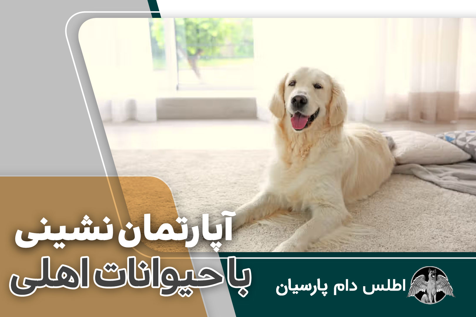 زندگی در آپارتمان با سگ و گربه چگونه است؟ نکات نگهداری سگ و گربه در آپارتمان