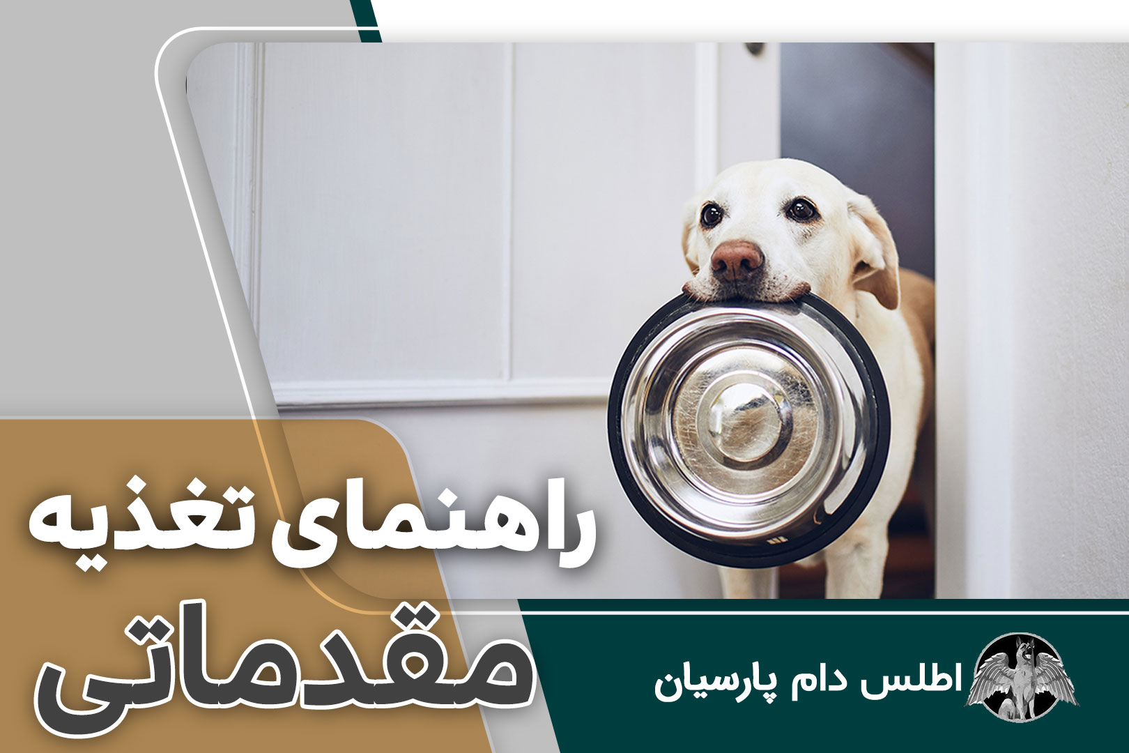 راهنمای تغذیه مقدماتی برای توله سگ ها