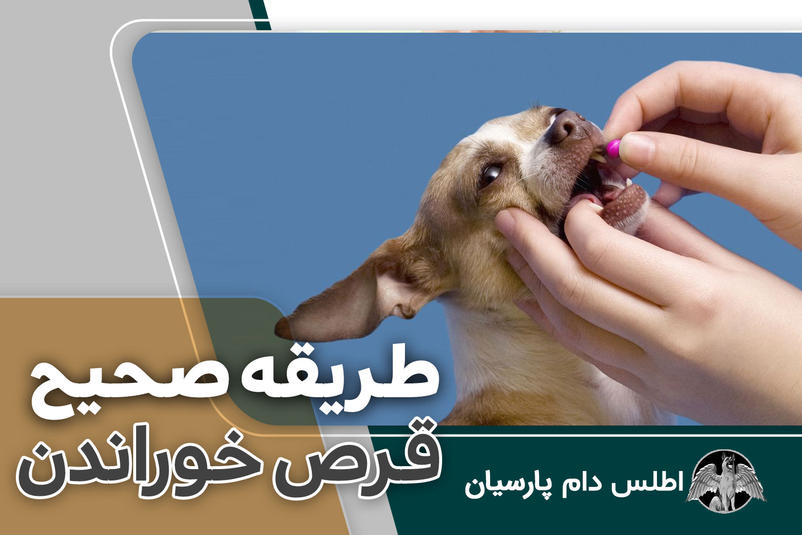 طریقه صحیح قرص خوراندن به سگ ها
