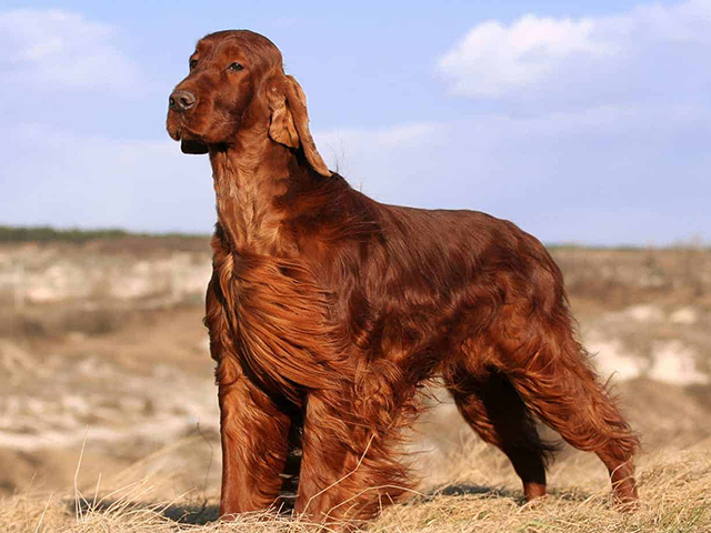 عکس آیریش ستر