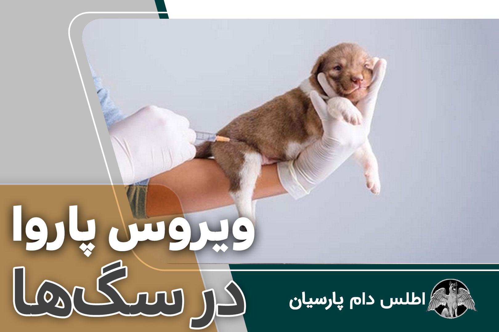 ویروس پاروا در سگها