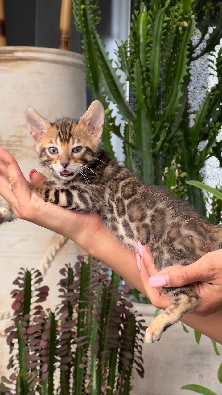 عکس آگهی نژاد بنگال