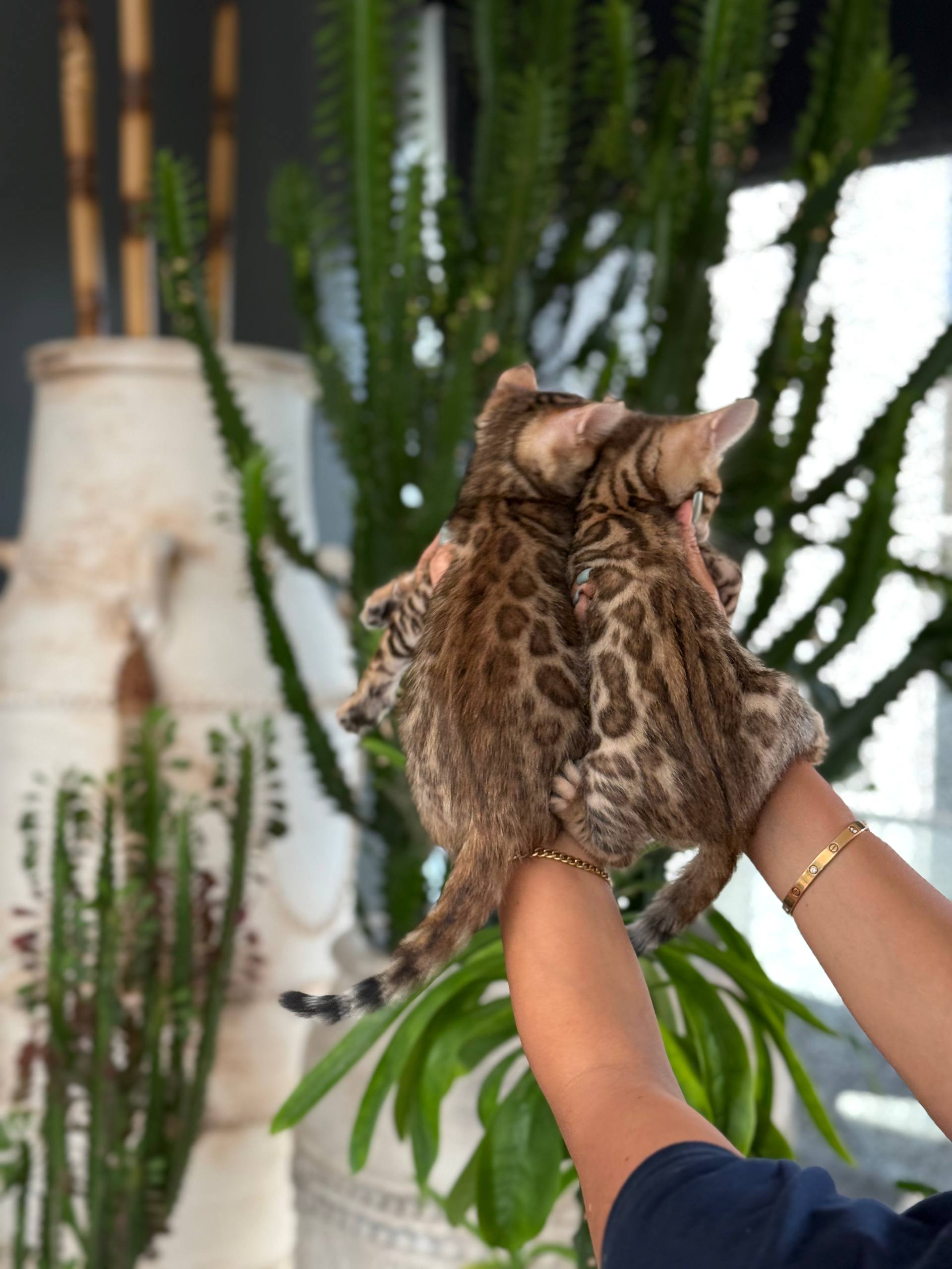 عکس آگهی نژاد بنگال