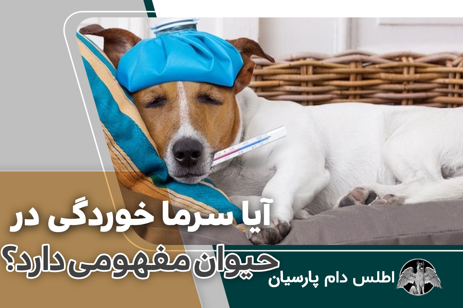 آیا سرما خوردگی در حیوان مفهومی دارد