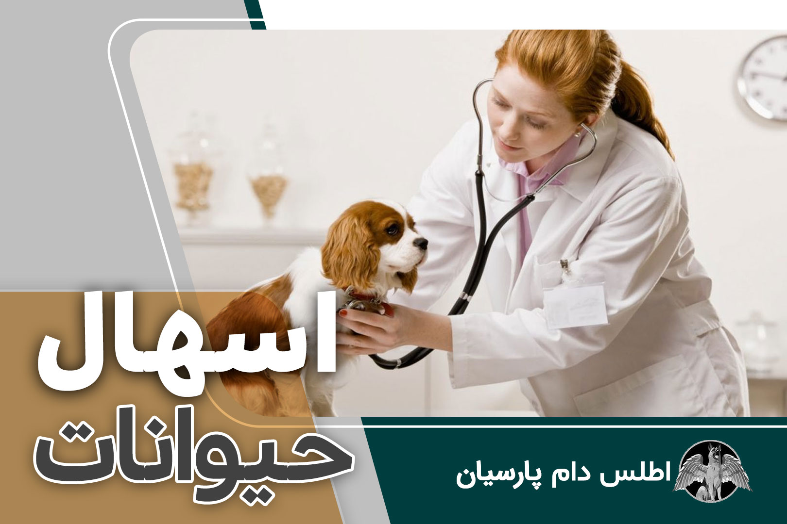 اسهال حيوانات