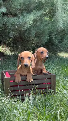 آگهی فروش نژاد داشهوند