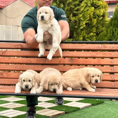 آگهی فروش نژاد گلدن رتریور