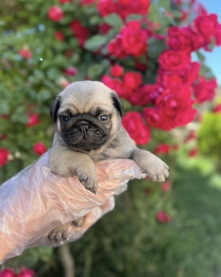 آگهی فروش نژاد پاگ