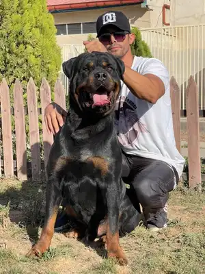 آگهی فروش نژاد روتوایلر