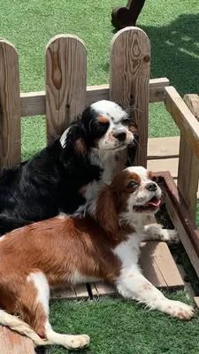 آگهی فروش نژاد &#x6A9;&#x627;&#x648;&#x627;&#x644;&#x6CC;&#x631; &#x6A9;&#x6CC;&#x646;&#x6AF; &#x686;&#x627;&#x631;&#x644;&#x632; &#x627;&#x633;&#x67E;&#x627;&#x646;&#x6CC;&#x644;