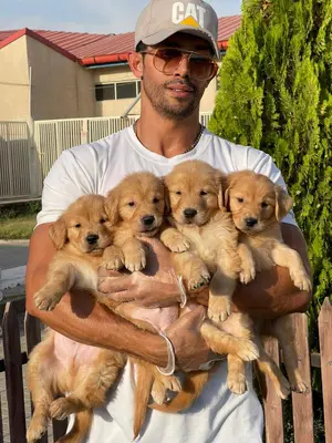 آگهی فروش نژاد گلدن رتریور