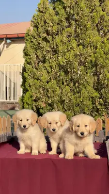 آگهی فروش نژاد &#x6AF;&#x644;&#x62F;&#x646; &#x631;&#x62A;&#x631;&#x6CC;&#x648;&#x631;