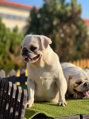 آگهی فروش نژاد پاگ