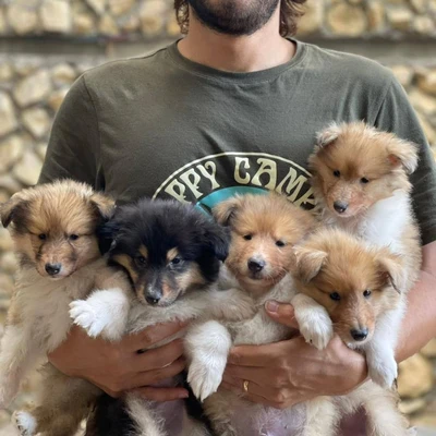 آگهی فروش نژاد راف کولی