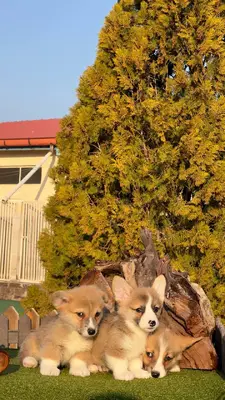 آگهی فروش نژاد پمبروک ولش کورگی