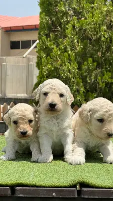 آگهی فروش نژاد پودل استاندارد