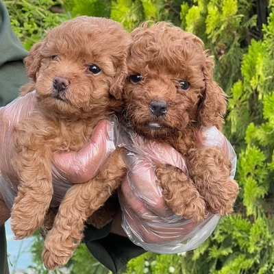 آگهی فروش نژاد پودل مینیاتوری