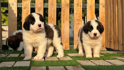 آگهی فروش نژاد سنت برنارد