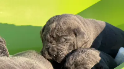 آگهی فروش نژاد کن کورسو